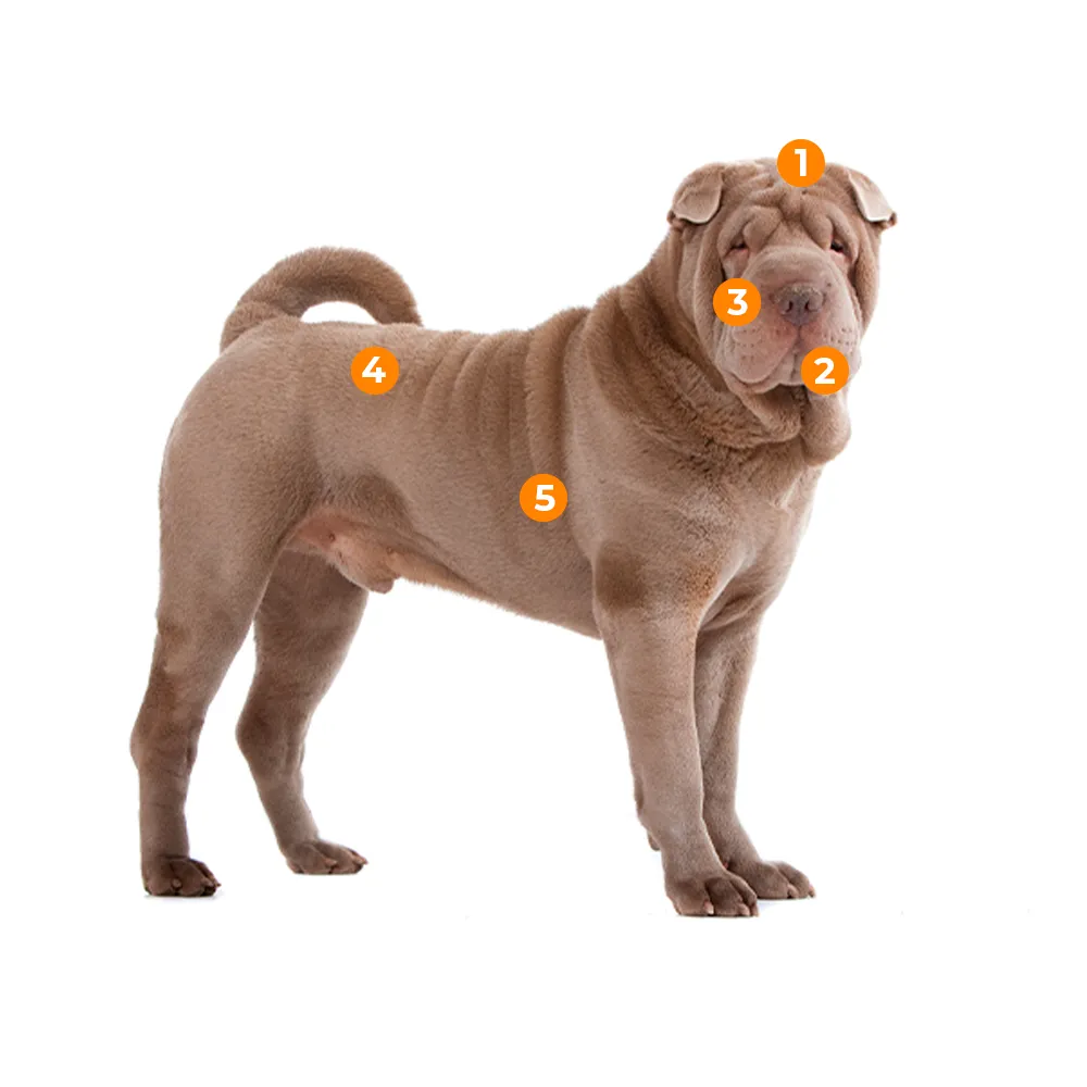 caracteristicas fisicas